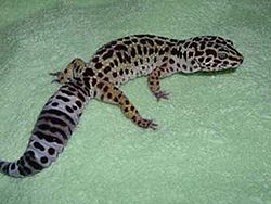 250px-Eublepharis_macularius_Klairis.jpg