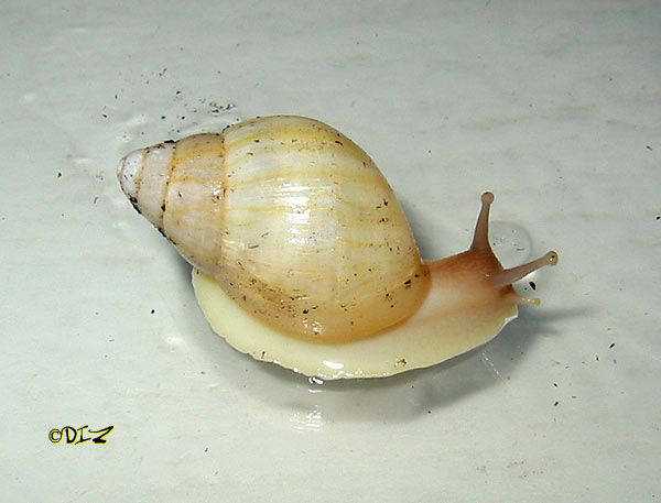 achatina_iredalei_1.jpg